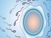 厦门试管医院的成功率有多少？厦门试管医院的排名是怎么样的？